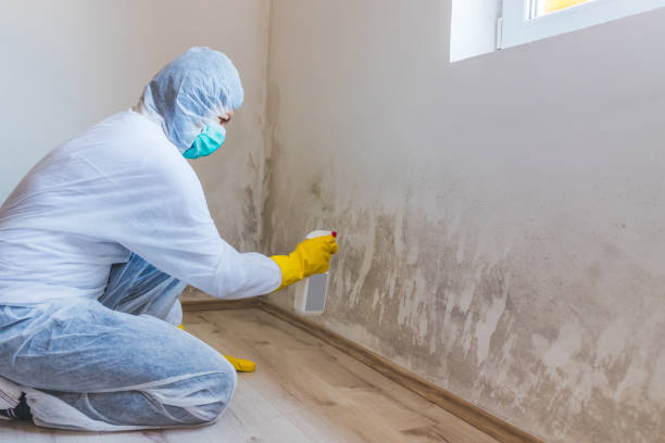 Licensed Black Mold Removal service in Pennsauken, NJ - WQB Mold Removal