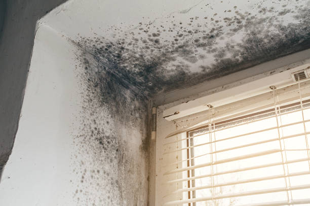 Affordable Black Mold Removal solutions in Pennsauken, NJ